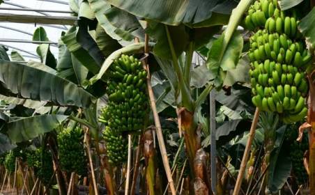 森奥国际物流为国外种植园水果进口效率加速