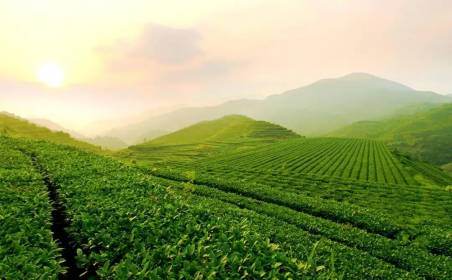 国际货代助力中国茶文化传播世界